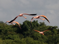 IMG_7955a